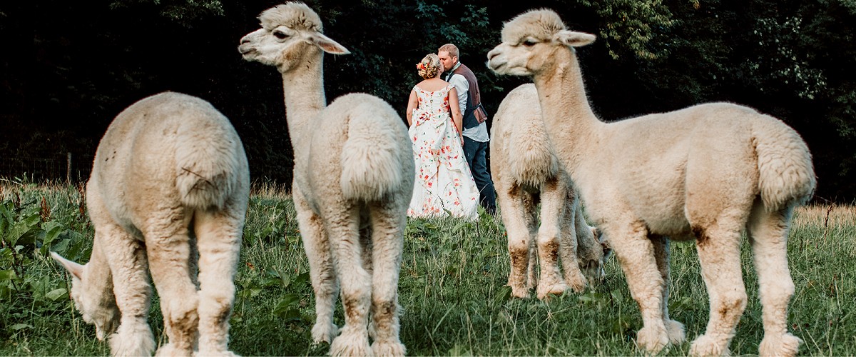 Animals at Weddings | Pets at Weddings
