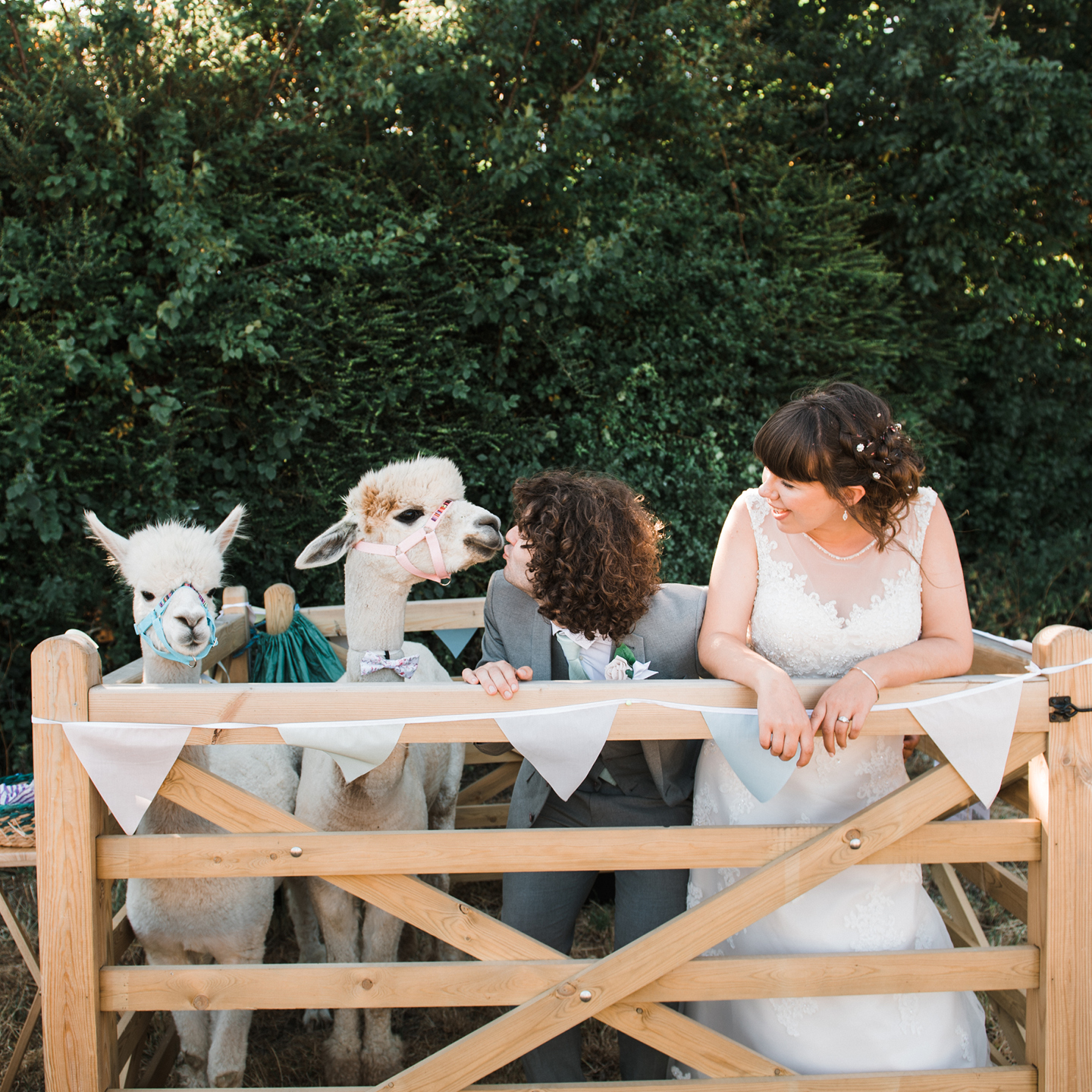 animals at weddings, wedding llamas, Little Orchard Alpacas