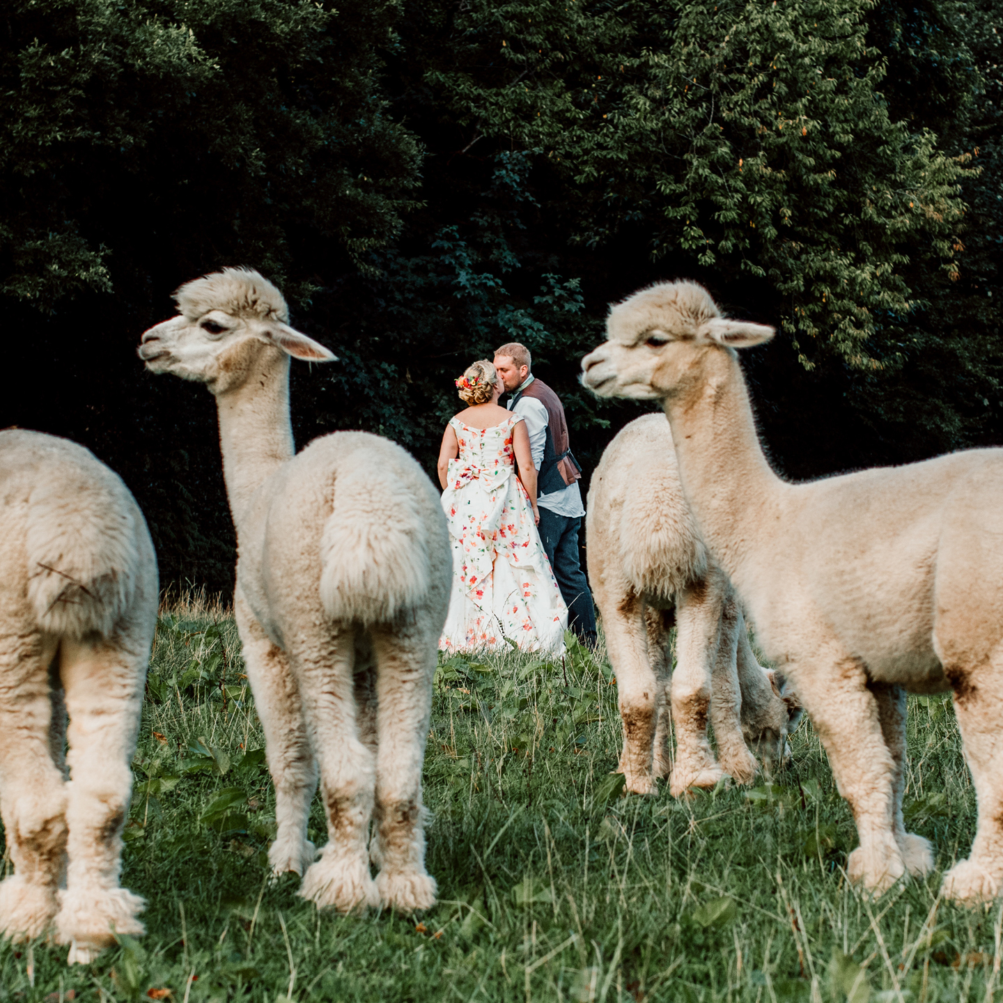 animals at weddings, wedding alpacas, Little Orchard Alpacas